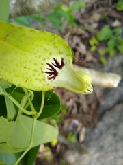 Aristolochia tentaculata