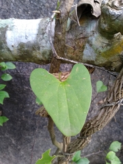 Aristolochia tentaculata