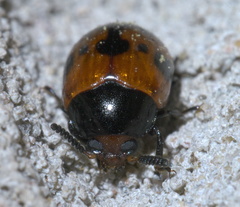 Diaperis nigronotata