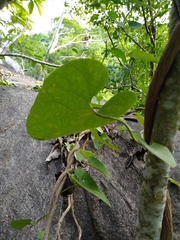 Aristolochia tentaculata