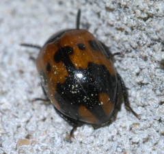 Diaperis nigronotata
