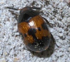 Diaperis nigronotata