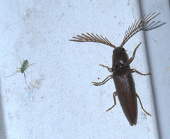 Dicrepidius palmatus