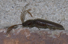 Dicrepidius palmatus