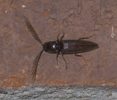 Dicrepidius palmatus
