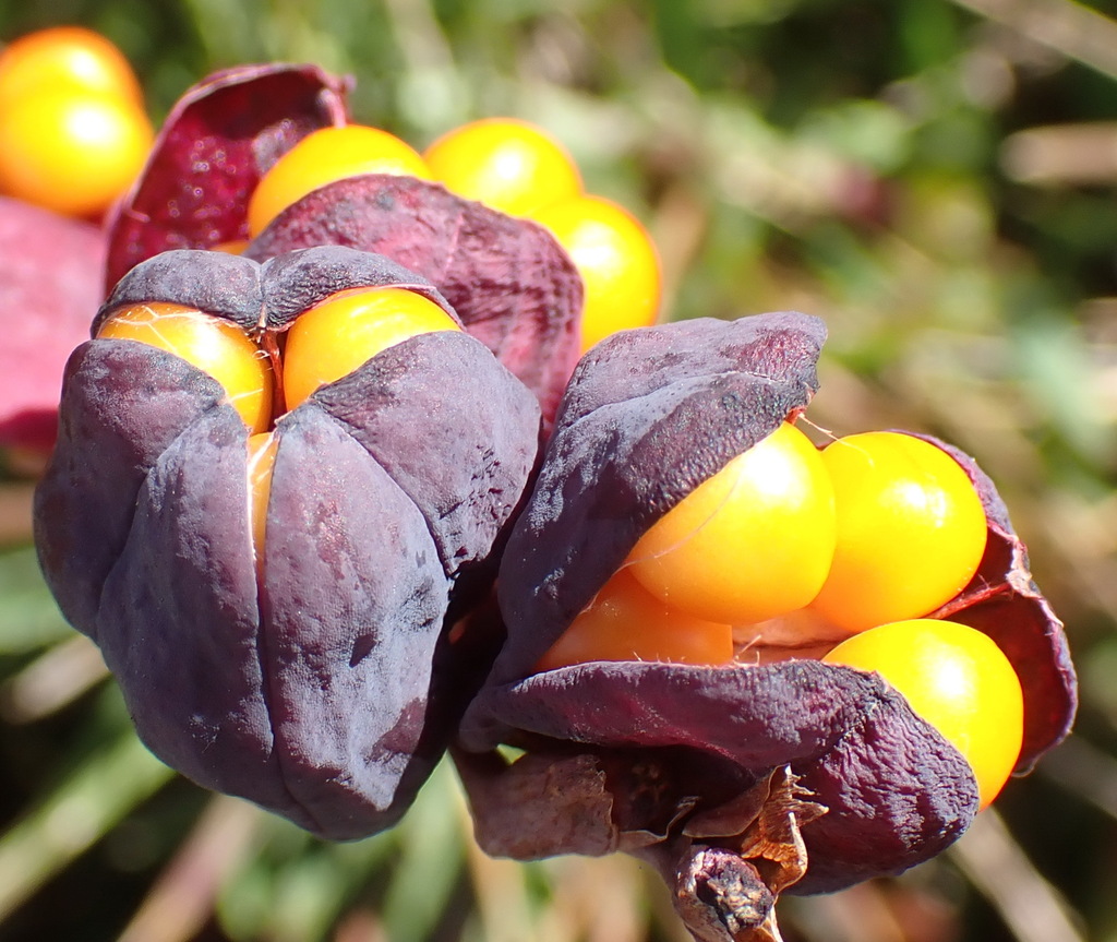Chasmanthe aethiopica, Knysna, 6570, South Africa, by nicky