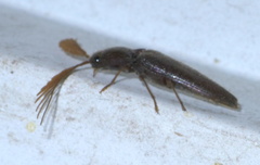 Dicrepidius palmatus