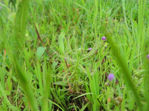 Drosera indica iNat (2)
