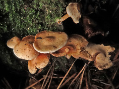 Pholiota scamba