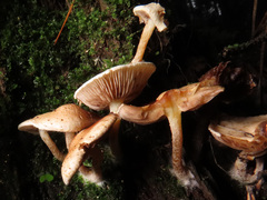 Pholiota scamba