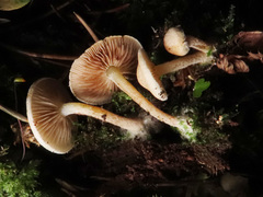 Pholiota scamba