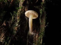 Pholiota scamba