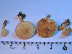 Pholiota scamba