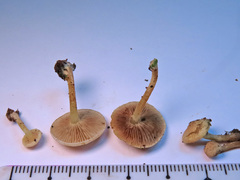 Pholiota scamba