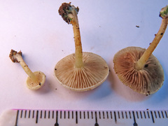Pholiota scamba