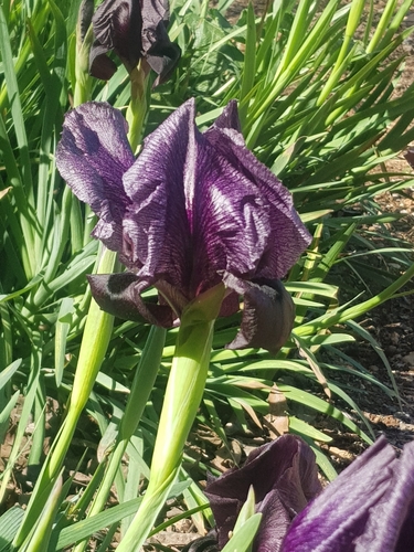 Gilboa Iris (Iris haynei)