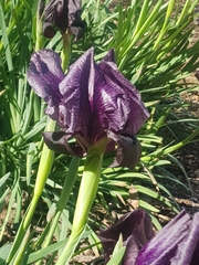 Iris haynei, photograph author not stated, no rights reserved