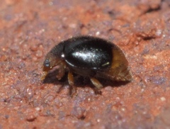 Diomus terminatus
