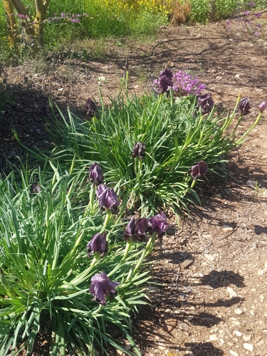 Iris haynei, photograph 2