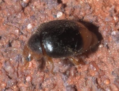 Diomus terminatus