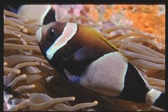 Amphiprion latezonatus