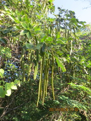 Senna siamea