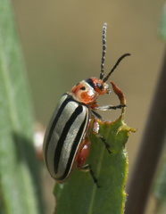 Disonycha alternata