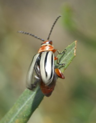 Disonycha alternata