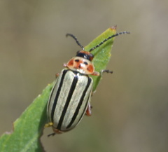 Disonycha alternata