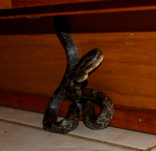 Central Ratsnake photographed in Indiana