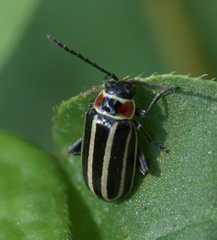 Disonycha pensylvanica