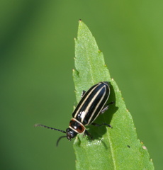 Disonycha pensylvanica