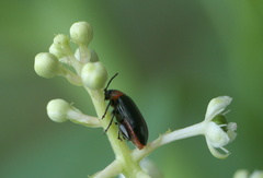 Disonycha xanthomelas