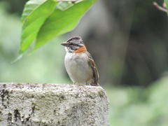 Zonotrichia capensis
