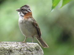 Zonotrichia capensis