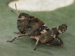 Arphia simplex