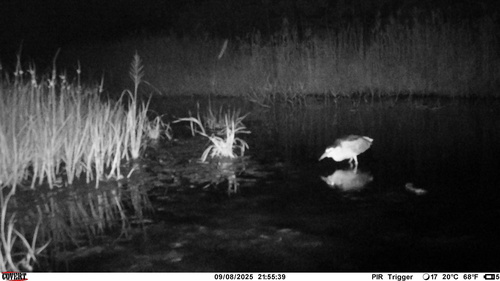 Black-crowned Night Heron photographed in Nevada