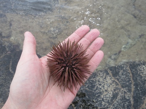 Indo-Pacific Rock-boring Urchin, photo 6 of 10