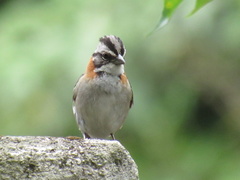 Zonotrichia capensis