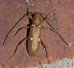 Eburia