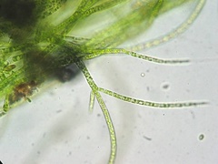 Chaetophoraceae