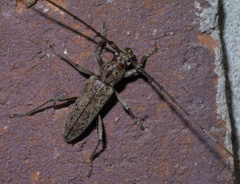 Elaphidion mucronatum