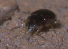 Elaphropus