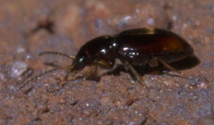 Elaphropus