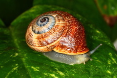 Otala punctata