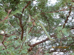 Vachellia tortuosa