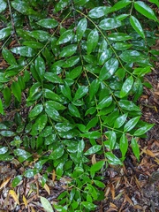 Agathis atropurpurea