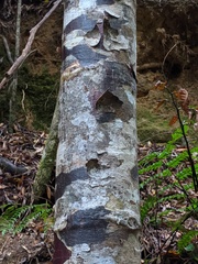 Agathis atropurpurea