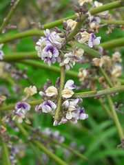 Carmichaelia australis