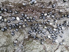 Nerita picea